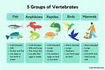 Is Fish Vertebrates or Invertebrates?