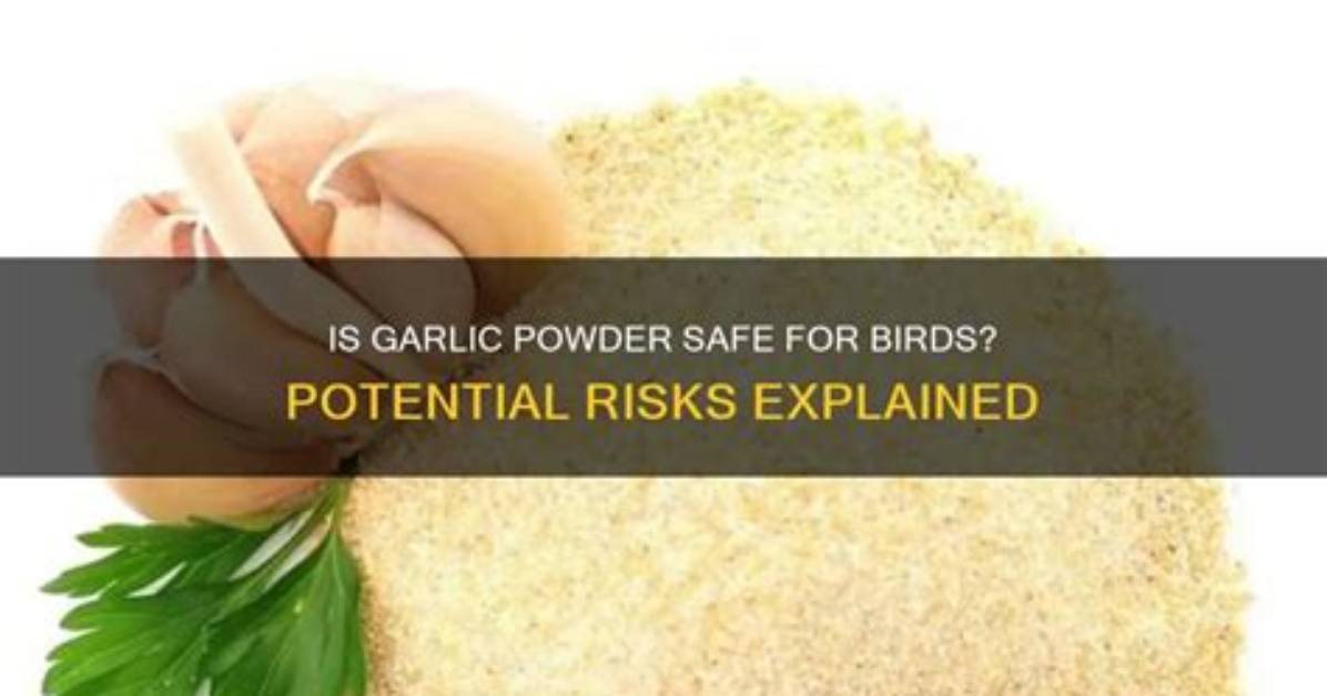 Is Garlic Safe for Wild Birds?