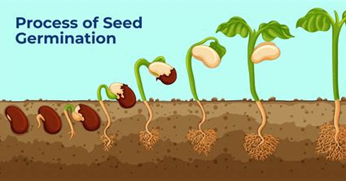 Is Germination of Seed Is Known as Sprouts?