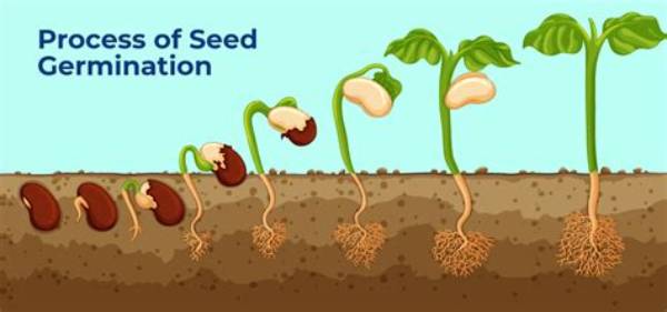 Is Germination of Seed Is Known as Sprouts?