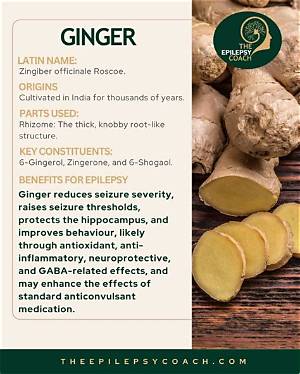 Is Ginger Good for Epilepsy?