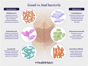 Is Ginger Good for Gut Bacteria?