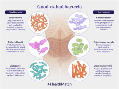 Is Ginger Good for Gut Bacteria?