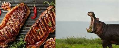 Is Hippo Meat Good Eating?