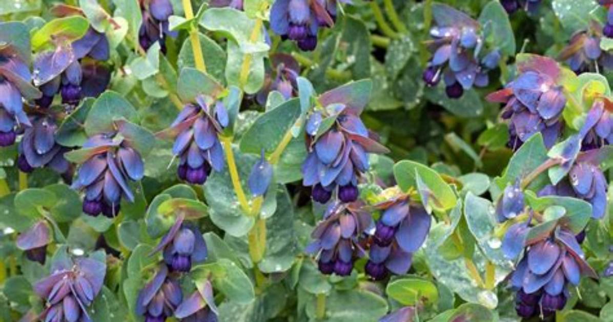 Is Honeywort a Perennial?