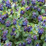 Is Honeywort a Perennial?