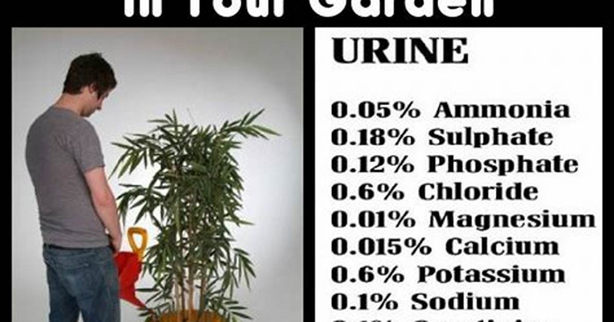 Is Human Urine Good for Roses?