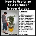 Is Human Urine Good for Roses?