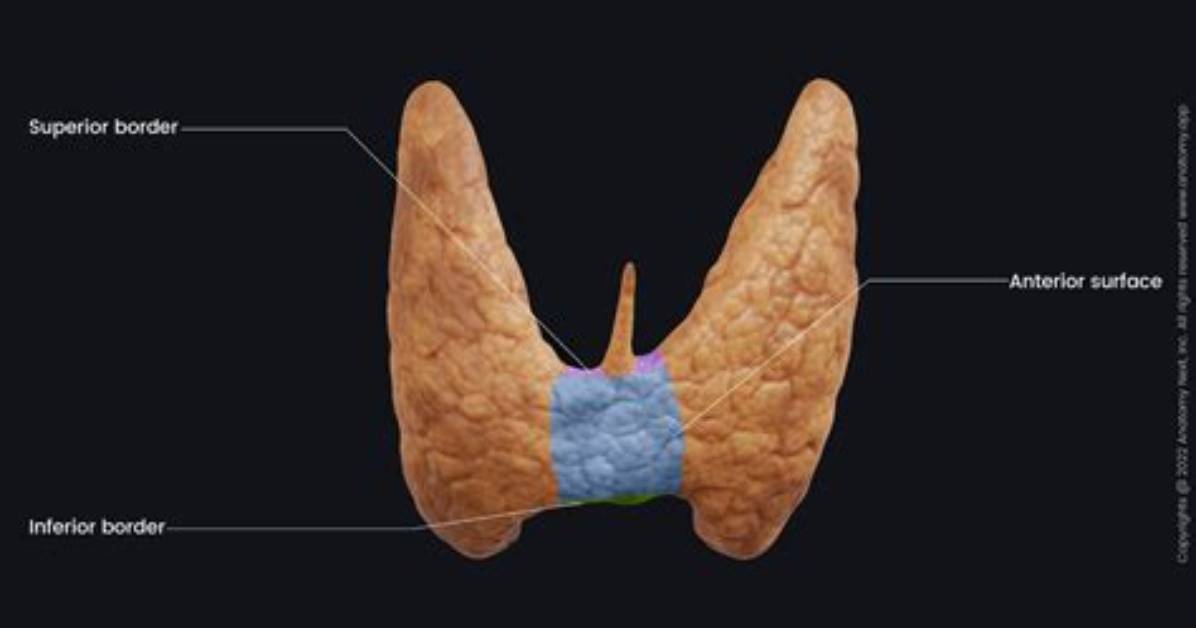 Is Isthmus of Thyroid Gland?