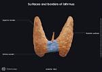 Is Isthmus of Thyroid Gland?