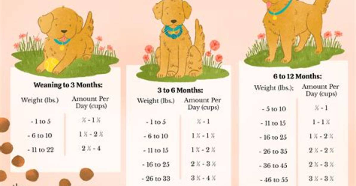 Is It Better to Feed Your Dog in the Morning or at Night?