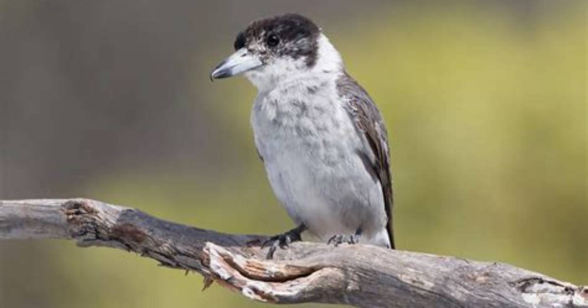 Is It Gray or Grey in Australia?