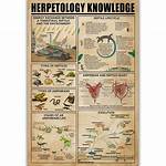 Is It Herpetology or Hepatology?