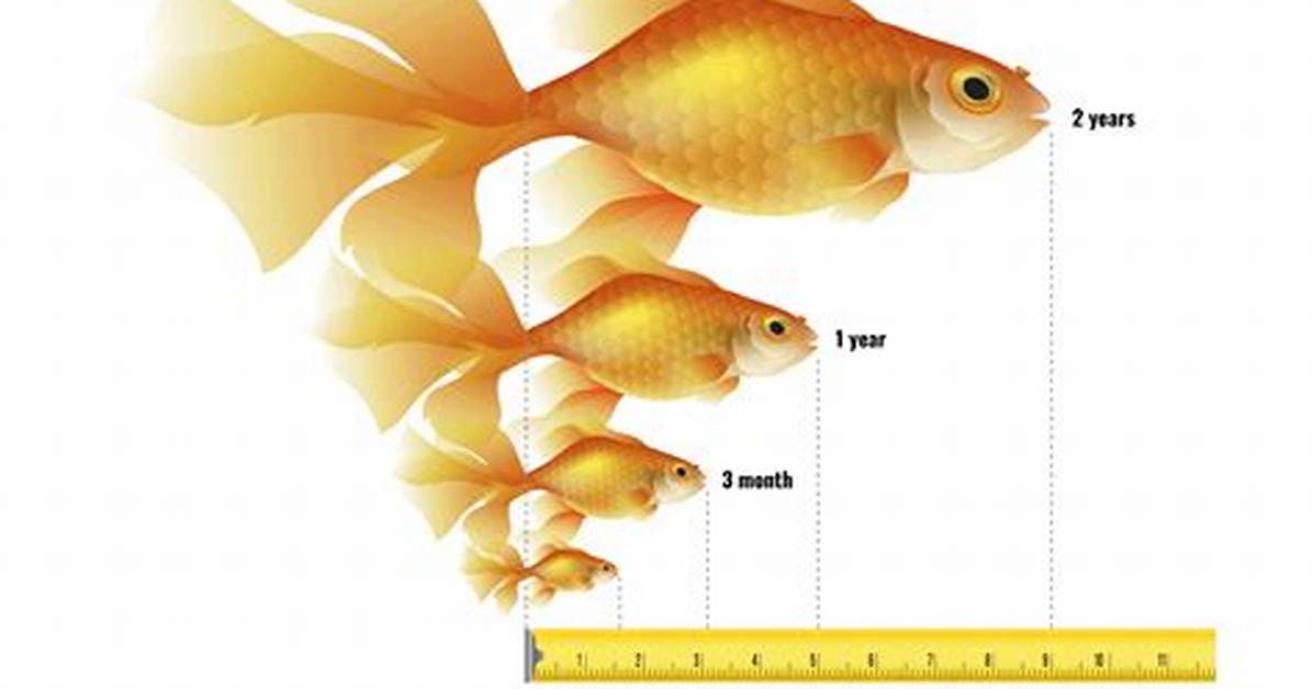 Is It Normal for Goldfish to Lay on the Bottom of the Tank?