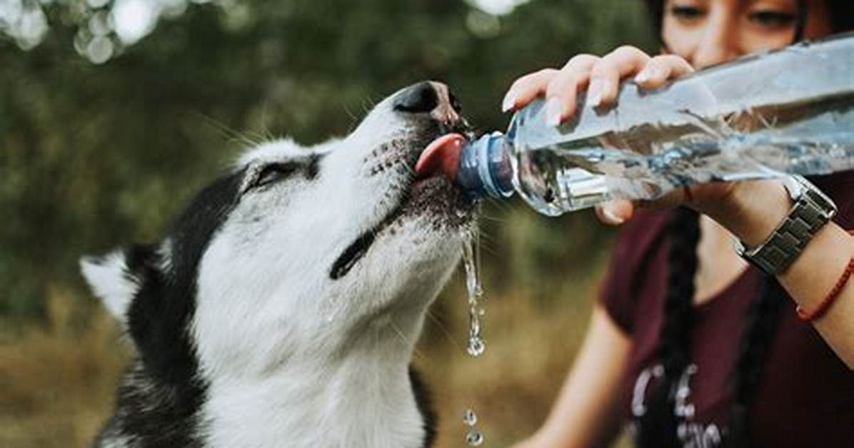 Is It Ok for Dogs to Drink Apple Juice?