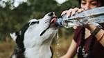 Is It Ok for Dogs to Drink Apple Juice?