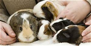 Is It Ok for Guinea Pigs to Eat Cardboard?