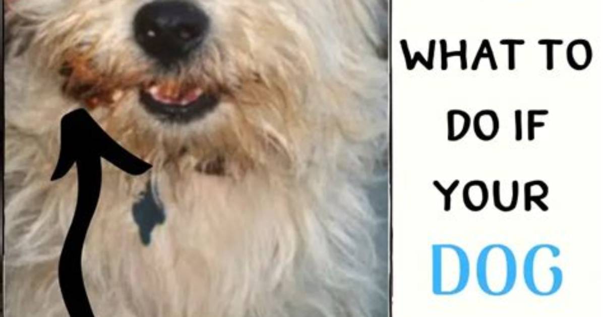 Is It Ok to Give Your Dog Almond Butter?