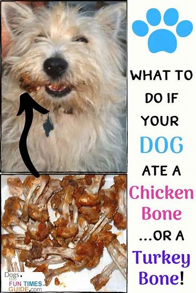 Is It Ok to Give Your Dog Almond Butter?