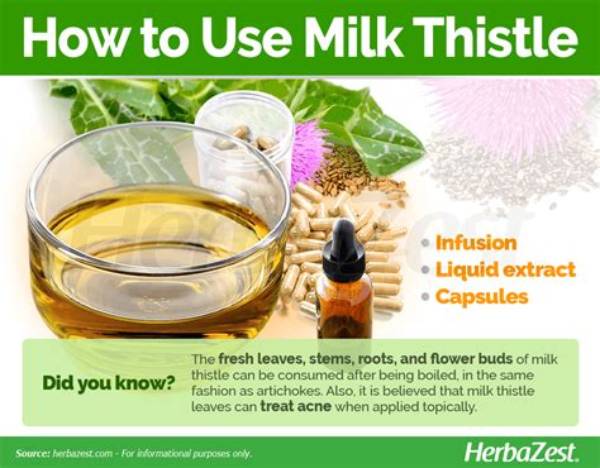 Is It Ok to Take Milk Thistle Every Day?
