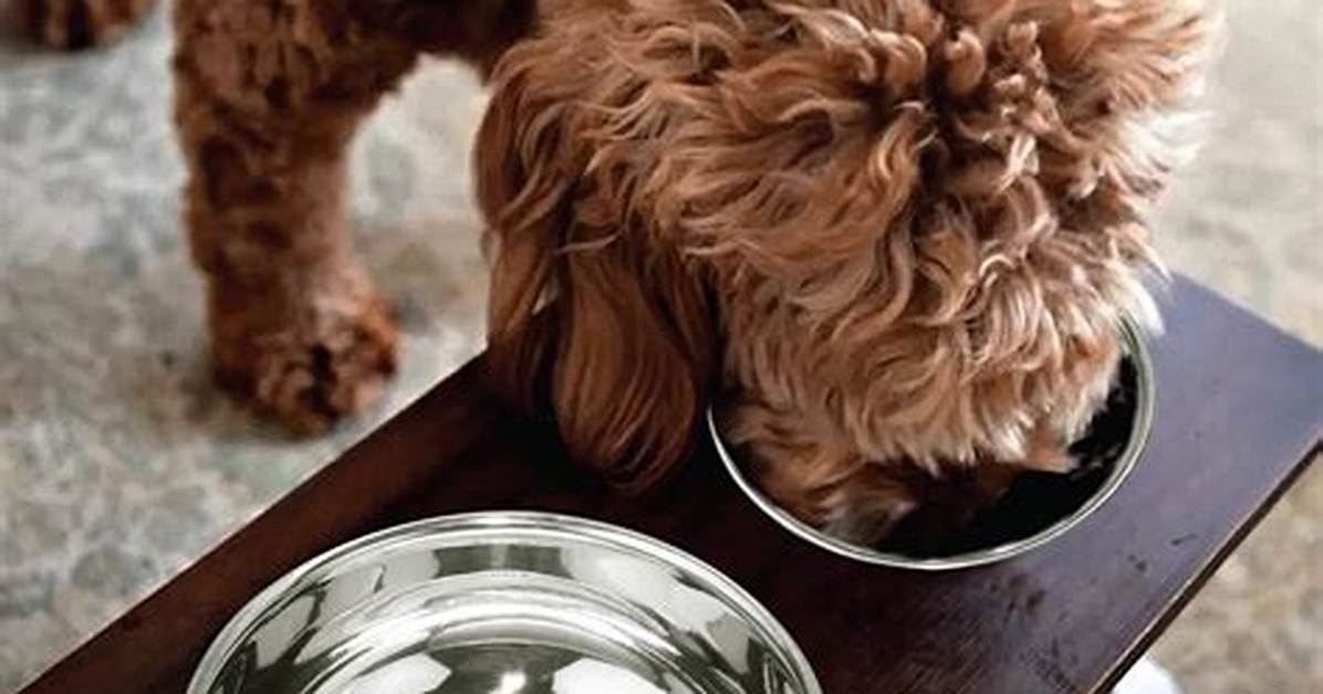 Is It Ok to Wash Dog Bowls in the Dishwasher?