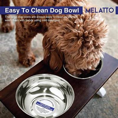 Is It Ok to Wash Dog Bowls in the Dishwasher?