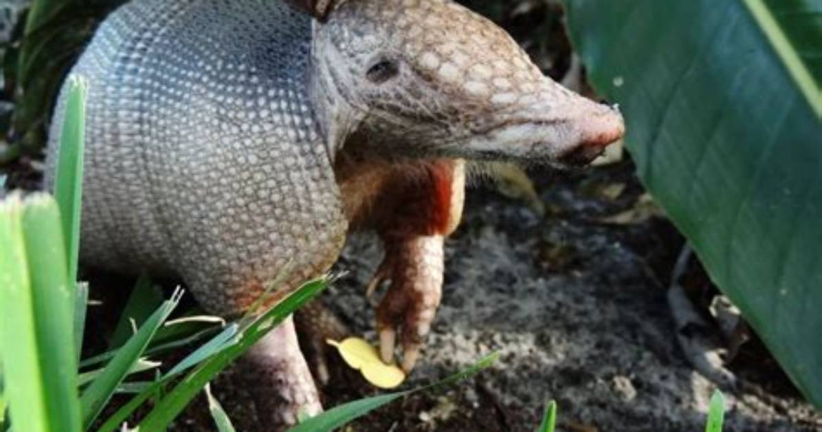 Is Leprosy an Animal?