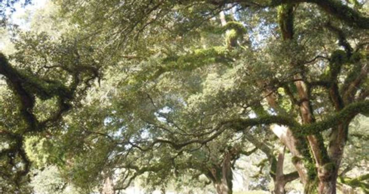 Is Live Oak Considered a Hardwood?