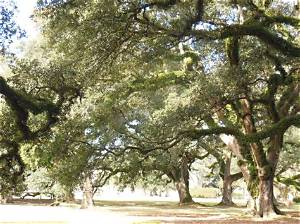Is Live Oak Considered a Hardwood?