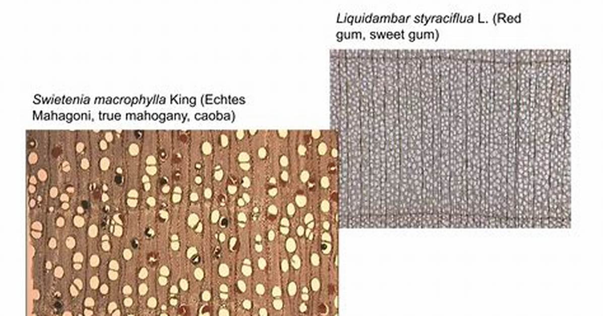 Is Mahogany Porous?