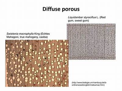 Is Mahogany Porous?