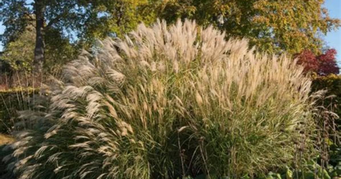 Is Maiden Grass Invasive?