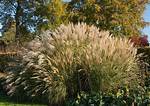 Is Maiden Grass Invasive?