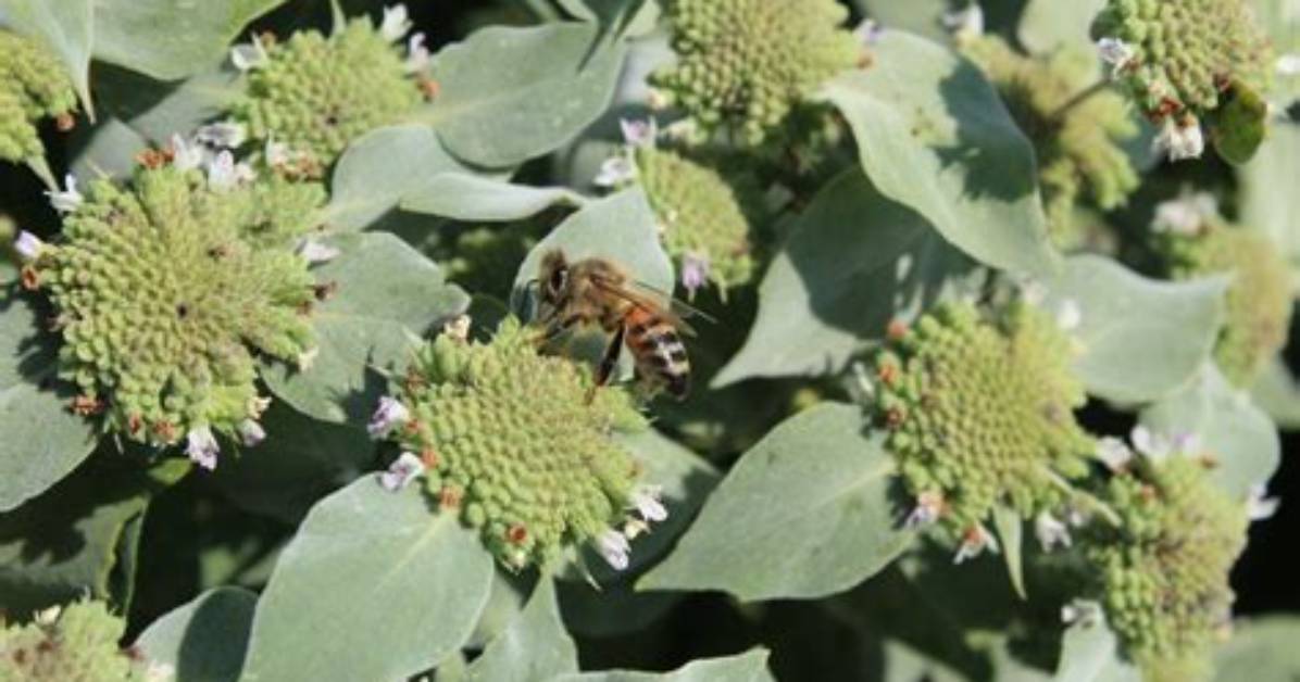 Is Mint a Pollinator?