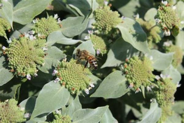 Is Mint a Pollinator?