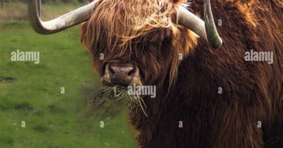 Is Murdo a Scottish Name?