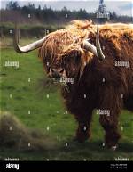 Is Murdo a Scottish Name?