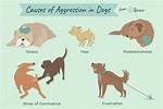 Is My Puppy Becoming Aggressive?