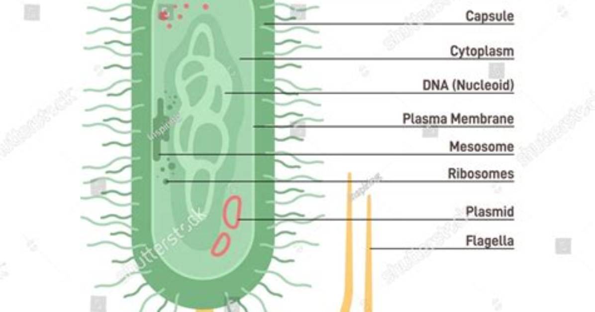 Is Mycobacterium One Word?