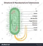 Is Mycobacterium One Word?