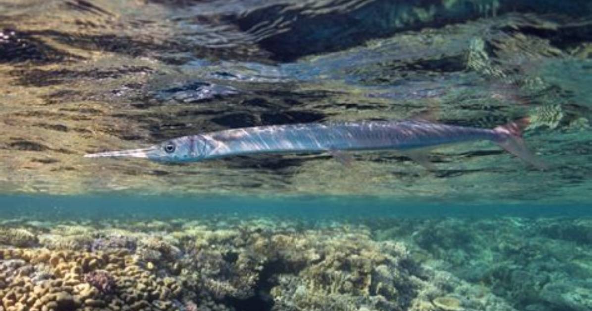 Is Needlefish Good to Eat?