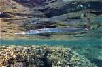 Is Needlefish Good to Eat?