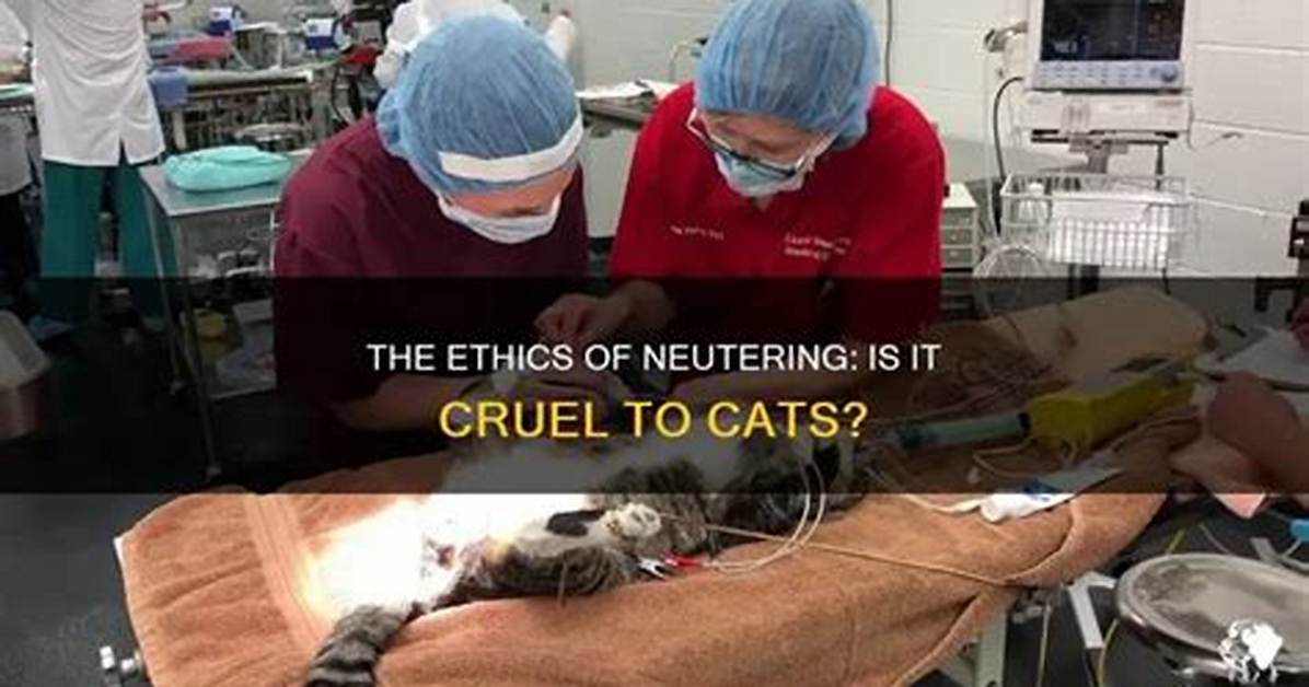 Is Neutering a Cat Cruel?