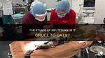 Is Neutering a Cat Cruel?