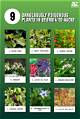 Is Plant Food Poisonous? | Homesteady
