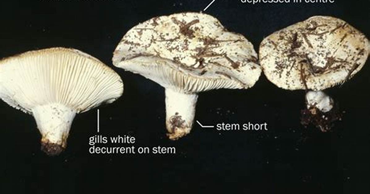 Is Russula Brevipes Edible?