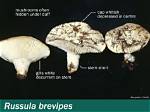 Is Russula Brevipes Edible?