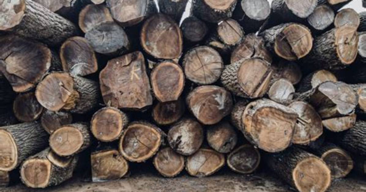 Is Sawtimber One Word?