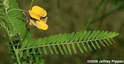Is Sesbania a Weed?