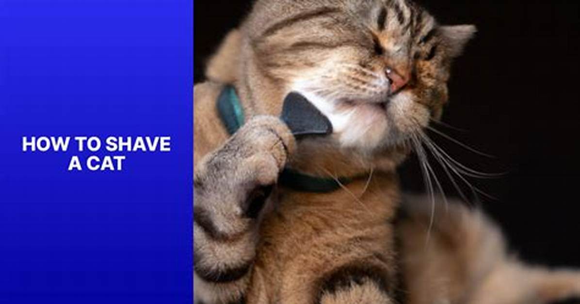 Is Shaving a Cat Harmful?